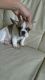 French Bulldog Puppies for sale in Manchester, NH, USA. price: $500