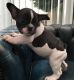 French Bulldog Puppies for sale in Manchester, NH, USA. price: $500