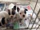French Bulldog Puppies for sale in Altheimer, AR 72004, USA. price: NA
