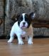 French Bulldog Puppies for sale in Baywood-Los Osos, CA 93402, USA. price: NA