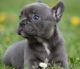 French Bulldog Puppies for sale in St. Petersburg, FL, USA. price: NA