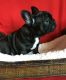 French Bulldog Puppies for sale in Arctic Village, AK, USA. price: NA