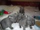French Bulldog Puppies for sale in Arctic Village, AK, USA. price: NA