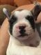 French Bulldog Puppies for sale in Cedar Rapids, IA, USA. price: NA