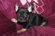 French Bulldog Puppies for sale in Topeka, KS, USA. price: $3,500