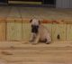 French Bulldog Puppies for sale in Kansas City, KS, USA. price: $2,200