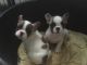 French Bulldog Puppies for sale in Deal Island, MD 21821, USA. price: NA