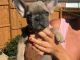 French Bulldog Puppies for sale in Deal Island, MD 21821, USA. price: $300