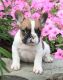 French Bulldog Puppies for sale in Washington, VA 22747, USA. price: NA