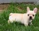 French Bulldog Puppies for sale in Washington, VA 22747, USA. price: NA