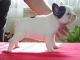 French Bulldog Puppies for sale in Ahsahka, ID 83520, USA. price: NA