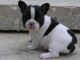 French Bulldog Puppies for sale in Norfolk, VA, USA. price: NA