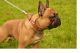 French Bulldog Puppies for sale in Antioch, CA, USA. price: NA