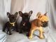 French Bulldog Puppies for sale in Burbank, CA, USA. price: NA