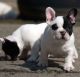 French Bulldog Puppies for sale in Burbank, CA, USA. price: NA
