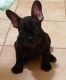 French Bulldog Puppies for sale in Burbank, CA, USA. price: $700