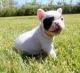 French Bulldog Puppies for sale in Wilmington, NC, USA. price: NA