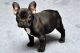 French Bulldog Puppies for sale in Douala, Cameroon. price: 500 XAF