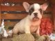 French Bulldog Puppies for sale in Santa Maria, CA, USA. price: $400