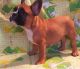 French Bulldog Puppies for sale in Gresham, OR, USA. price: NA