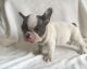 French Bulldog Puppies for sale in Salinas, CA, USA. price: $500