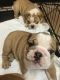 French Bulldog Puppies for sale in Oceanside, CA, USA. price: $490