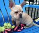 French Bulldog Puppies for sale in Green Forest, AR 72638, USA. price: NA
