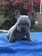 French Bulldog Puppies for sale in Eureka, CA, USA. price: $1,000
