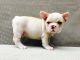 French Bulldog Puppies for sale in New Haven, CT, USA. price: $1,900