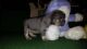 French Bulldog Puppies for sale in Manassas, VA, USA. price: $400