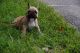 French Bulldog Puppies for sale in Buffalo Grove, IL, USA. price: $3,200