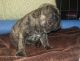 French Bulldog Puppies for sale in Dickson, TN, USA. price: NA