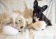 French Bulldog Puppies for sale in 5732 Catawba Dr, Adrian, MI 49221, USA. price: NA