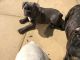 French Bulldog Puppies for sale in Amherst, NH 03031, USA. price: NA