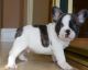 French Bulldog Puppies for sale in Union Square, New York, NY 10003, USA. price: NA