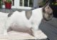 French Bulldog Puppies for sale in Idaho Falls, ID, USA. price: $600