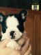 French Bulldog Puppies for sale in Van Alstyne, TX, USA. price: NA
