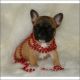 French Bulldog Puppies for sale in Mississippi State University, MS 39759, USA. price: NA
