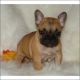 French Bulldog Puppies for sale in MO-165, Missouri, USA. price: NA
