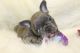 French Bulldog Puppies for sale in MN-7, Minnesota, USA. price: NA