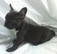 French Bulldog Puppies for sale in Oregon City, OR 97045, USA. price: NA