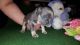 French Bulldog Puppies for sale in Ohio City, Cleveland, OH, USA. price: NA