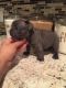 French Bulldog Puppies for sale in Los Altos, CA, USA. price: NA