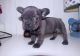French Bulldog Puppies for sale in Columbus, MI 48063, USA. price: NA