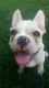 French Bulldog Puppies for sale in Chesterfield, MI 48051, USA. price: NA