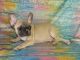 French Bulldog Puppies for sale in Miami, OK 74354, USA. price: $1,200
