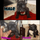 French Bulldog Puppies for sale in Arlington, TX, USA. price: $2,500