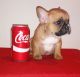 French Bulldog Puppies for sale in 14626 Indian Paintbrush Rd, Adelanto, CA 92301, USA. price: NA