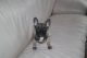 French Bulldog Puppies for sale in Huntington Beach, CA, USA. price: $400
