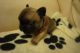 French Bulldog Puppies for sale in Huntington Beach, CA, USA. price: $400